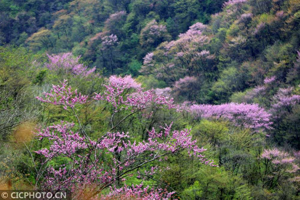 湖北宜昌野生紫荆漫山绽放乡村山野成花的海洋