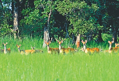 奇达旺国家公园的鹿群