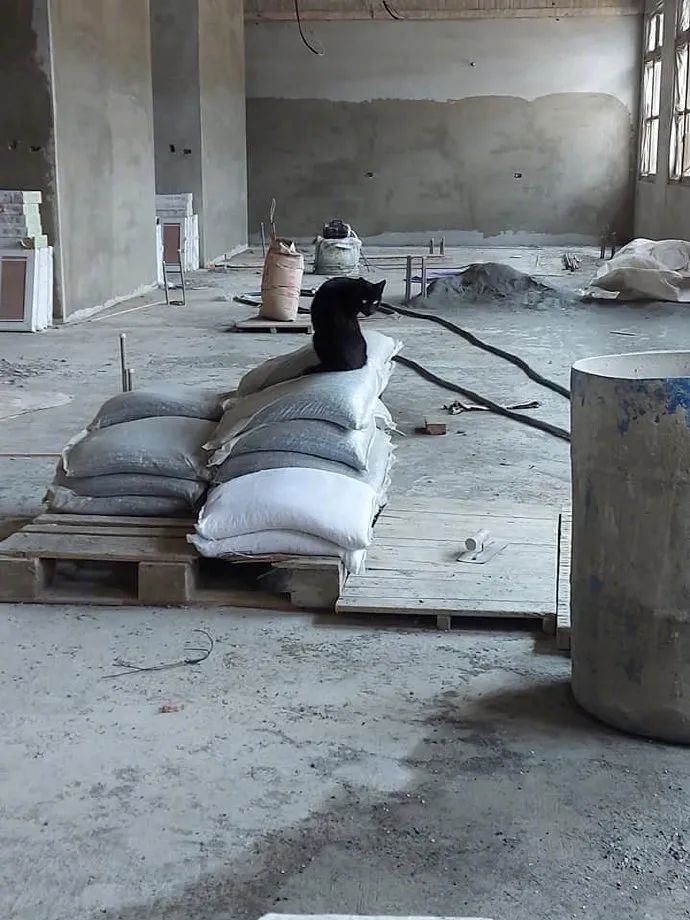 在工地遇到一只黑猫,给它拍照,它一回头就笑喷了!