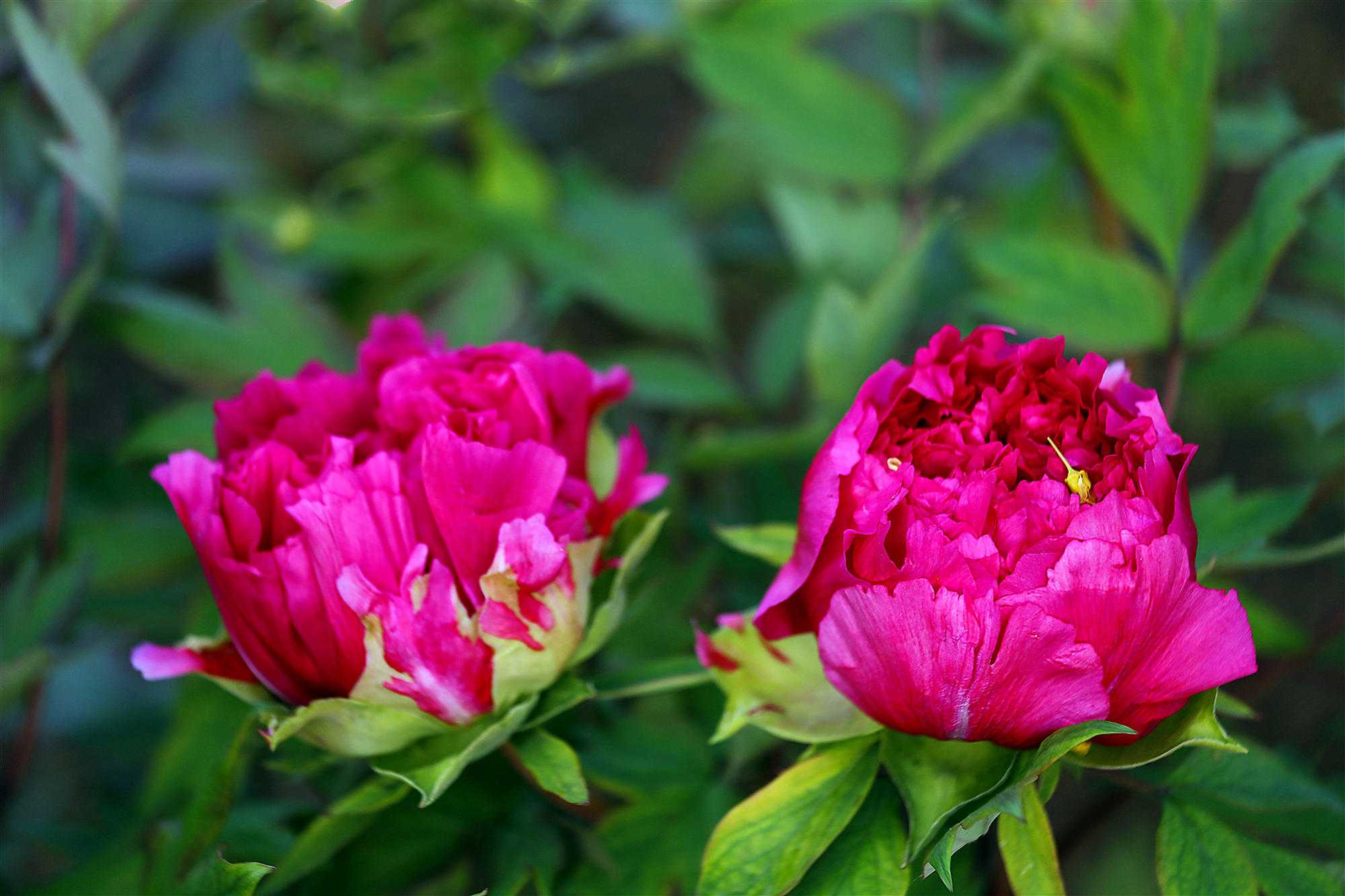 牡丹花开冠群芳 冠群 牡丹 牡丹花 新浪新闻