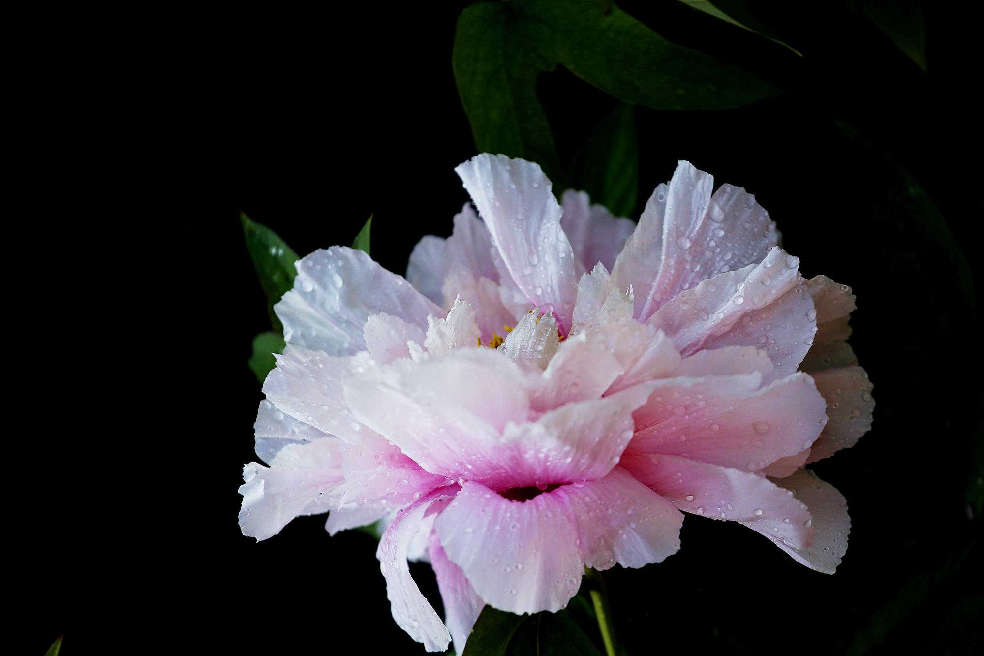 牡丹花开冠群芳 冠群 牡丹 牡丹花 新浪新闻