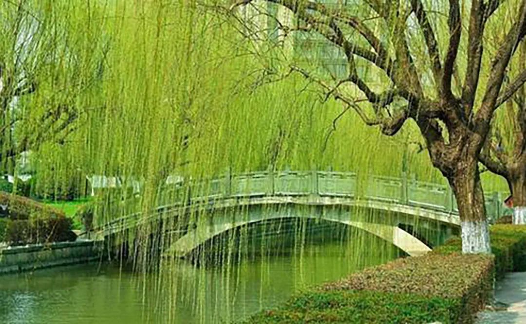 枕边阅读 | 在岁月里一步步走出感谢与珍重