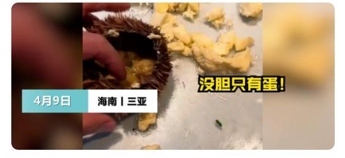 反转？“三亚海胆”事件店家称将起诉消费者，此前官方通报未发现欺诈行为休闲区蓝鸢梦想 - Www.slyday.coM