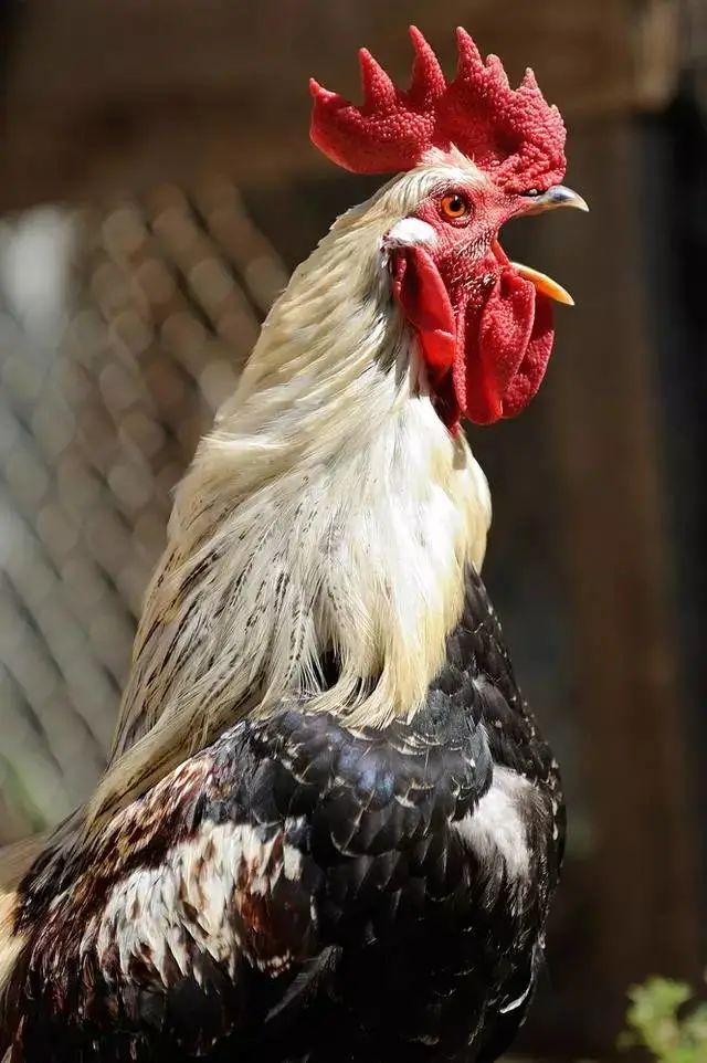 让领导先叫公鸡们的处世哲学