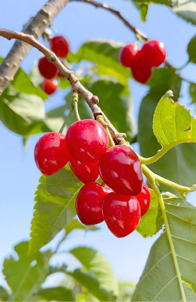 暴石生态农业示范基地位于原西乡乡株木树村7组,是我市玛瑙红樱桃种植