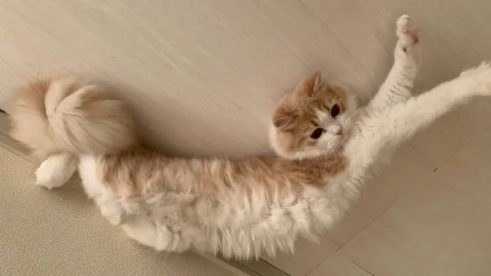 猫猫伸懒腰真可爱啊锻炼从拉伸运动开始