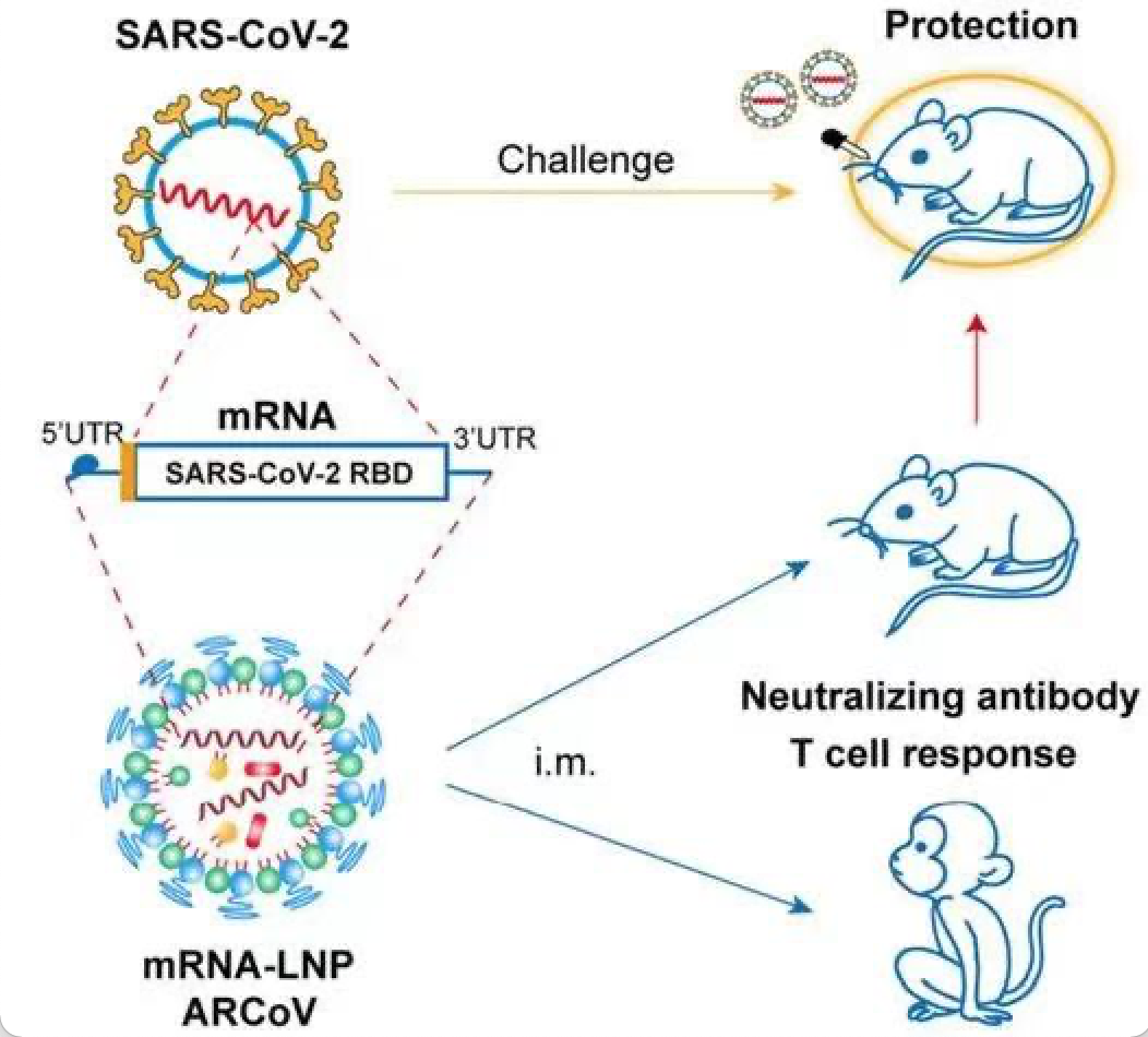 (SARS-CoV-2疫苗能在小鼠和非人灵长类动物中引起保护性免疫反应)