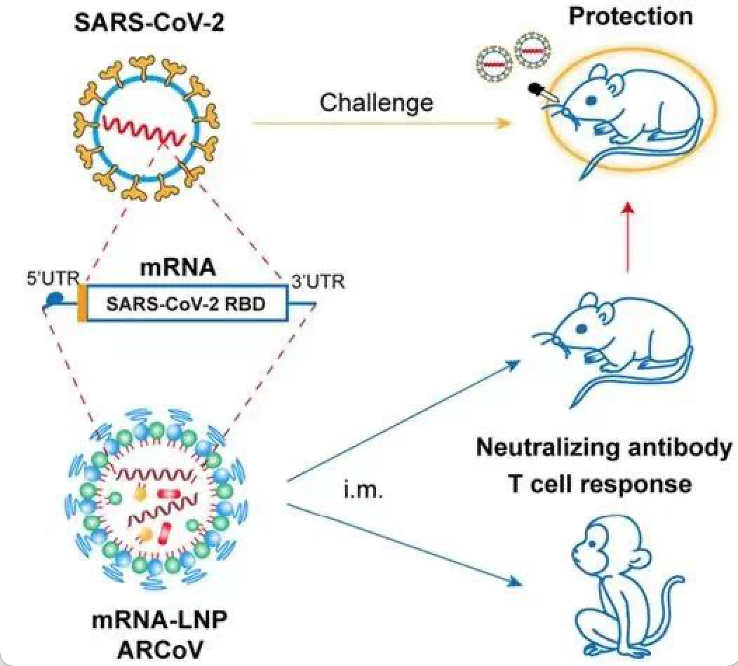 （SARS-CoV-2疫苗能在小鼠和非人灵长类动物中引起保护性免疫反应）