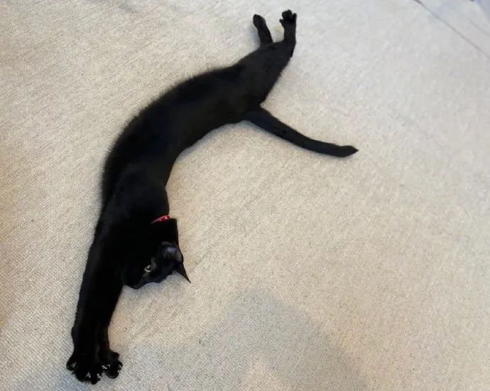 猫猫伸懒腰真可爱啊锻炼从拉伸运动开始