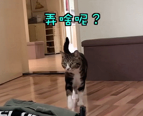 不懂就问如何才能成为抖音顶流猫