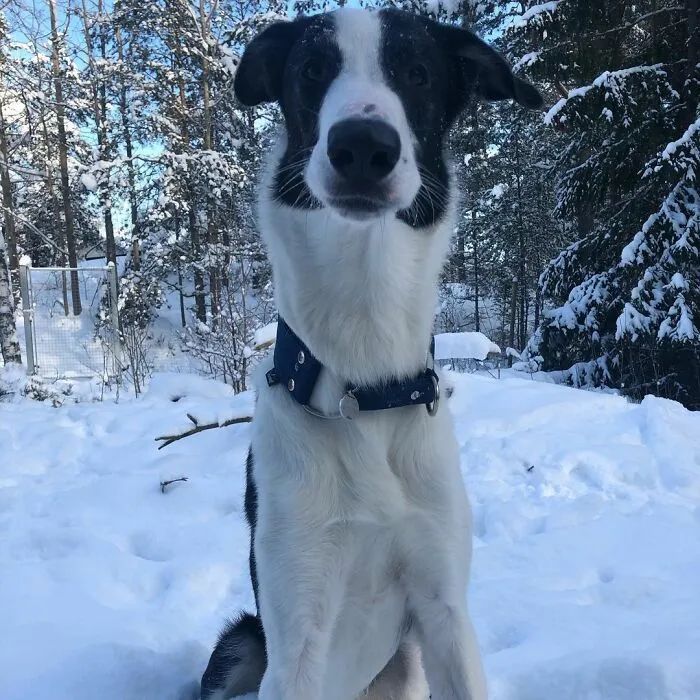 一只脖子超长的狗子网友肯定跟长颈鹿有点关系