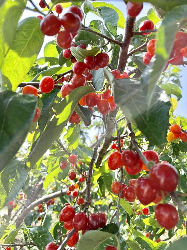 新品种玛瑙樱桃落户西昌新产业助力乡村振兴