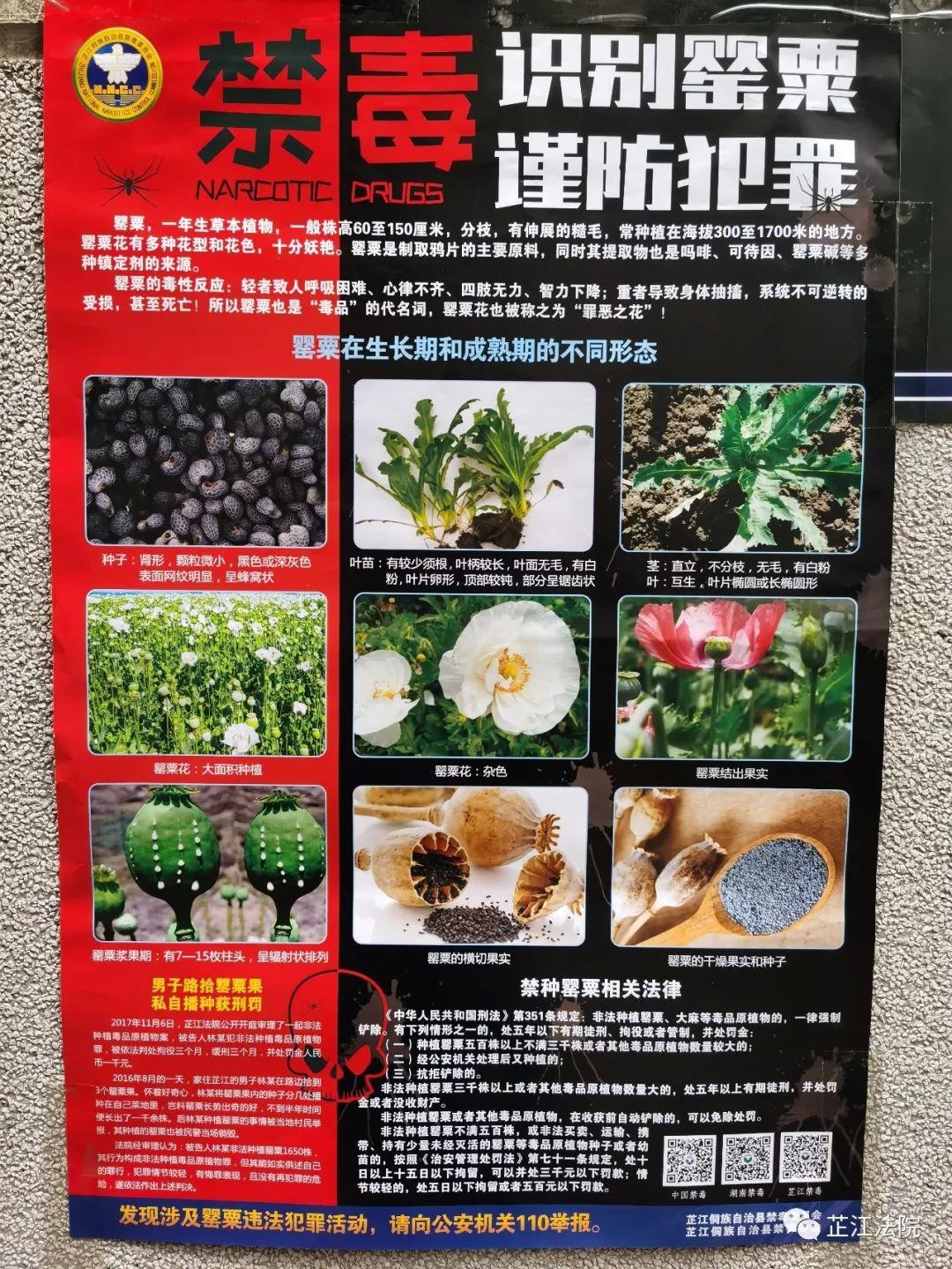 禁毒宣传丨识别罂粟谨防犯罪