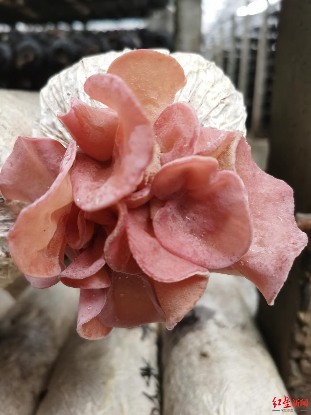 四川驯化出粉色木耳,特别适合烫火锅!可惜