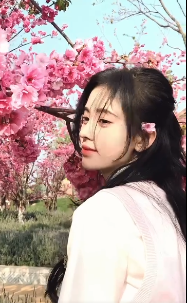 鞠婧祎樱花树下的图片图片