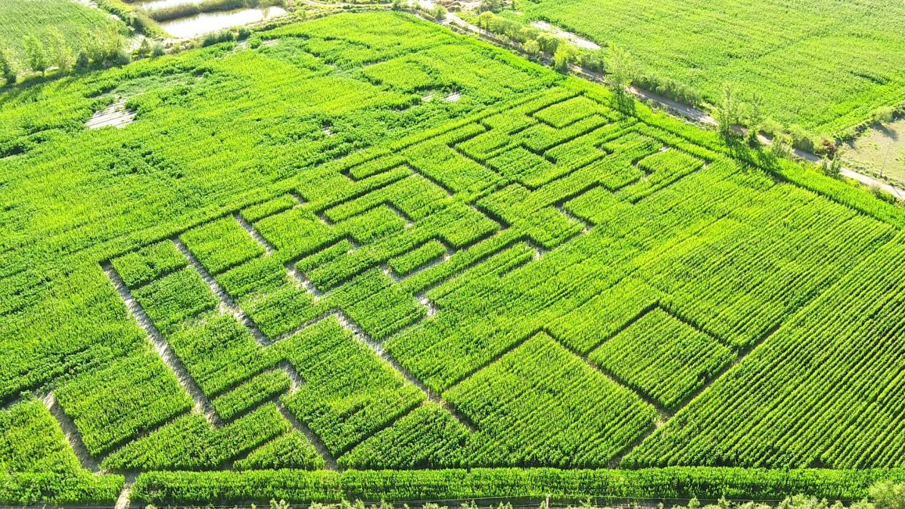 十一团13连的"玉米迷宫"项目