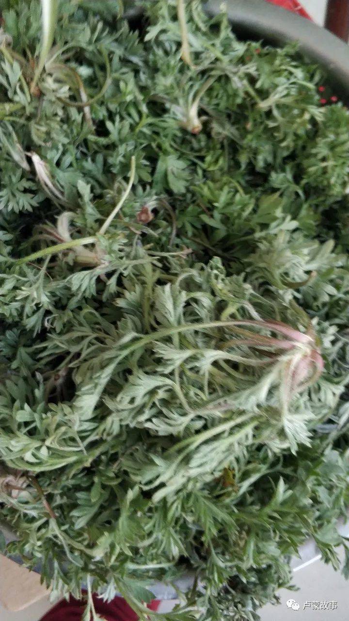 风物三月茵陈四月蒿春天踏青采点茵陈做美食