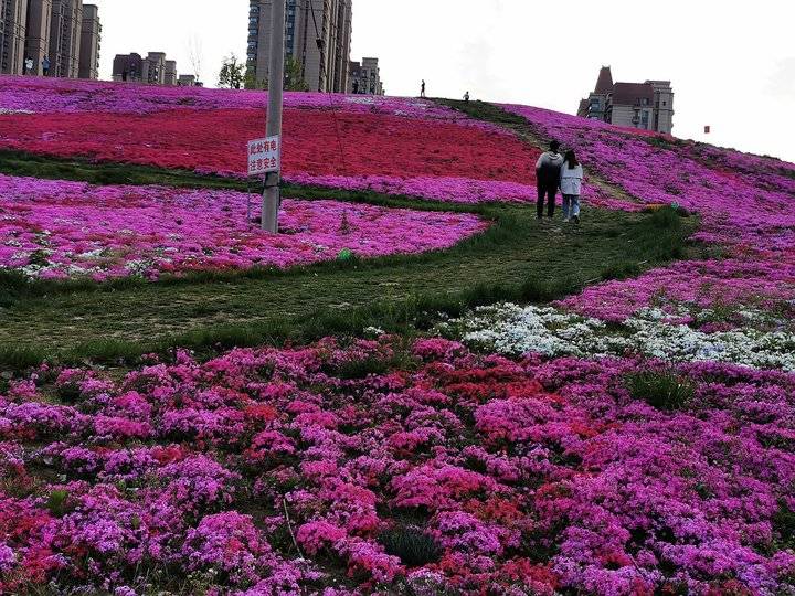 济南凤凰路上的福禄花海,万紫千红,让你眼花缭乱,意醉情迷