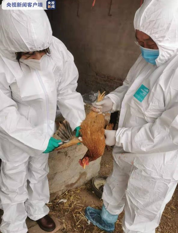 沈阳发生野禽h5n6亚型高致病性禽流感疫情 尚无人及家禽感染报告