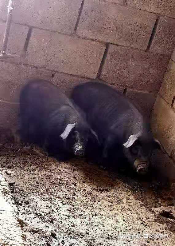 一夜丢失四头"莱芜黑猪",济南钢城警方:零容忍