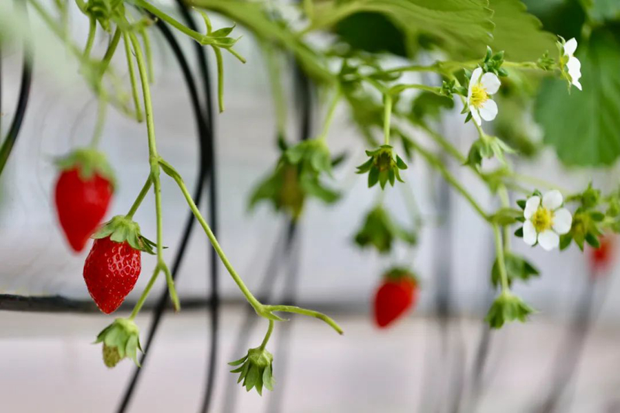 “多多农研科技大赛”中，依靠AI种植技术生长的草莓