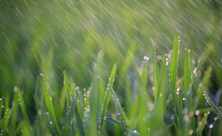 上游61夜雨丨李秀玲春雨