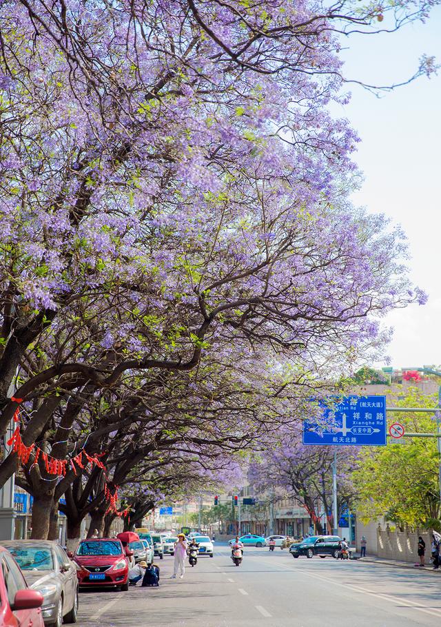 开了西昌蓝花楹初绽放高清美图提前欣赏