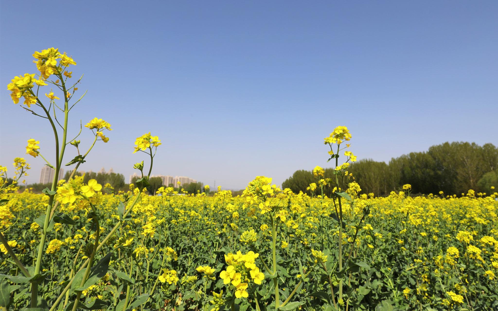 平谷多个村庄油菜花田进入最佳观赏期