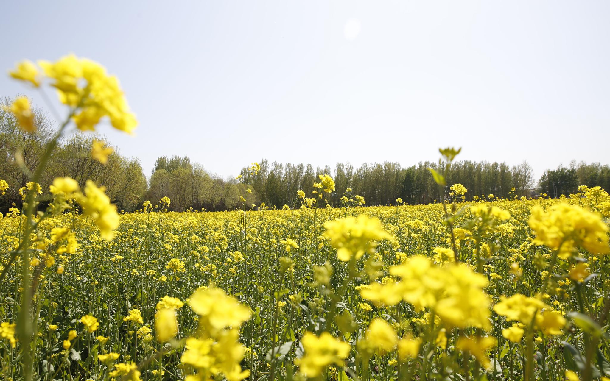 平谷多个村庄油菜花田进入最佳观赏期