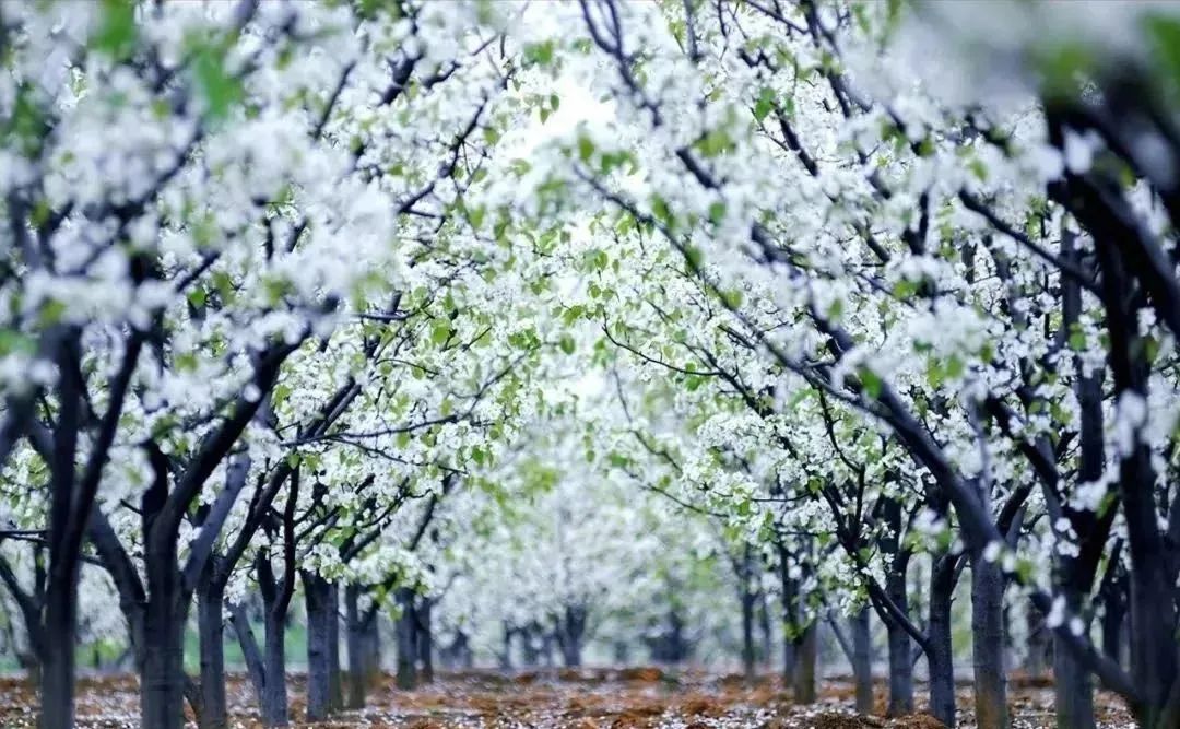 2021浪漫梨花节我在莱阳等你