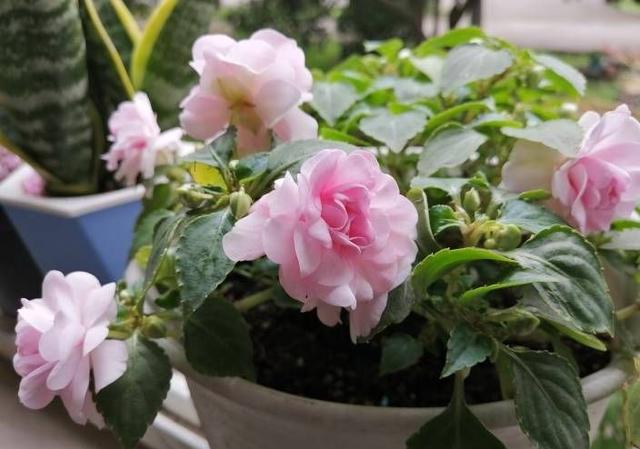 重瓣非洲凤仙花怎么养记住2点花繁叶茂怎么看都美