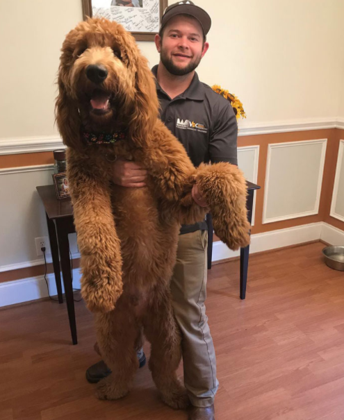 小哥抱回家一只小贵宾几个月后他哭了这哪是小贵宾简直比巨贵还大