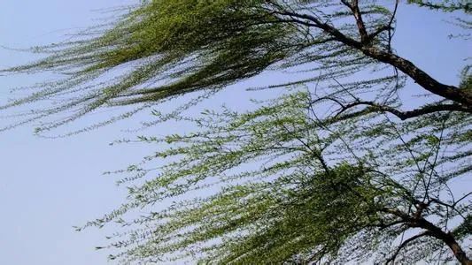 风声还有点吓人……在办公室坐着,风刮得窗户吱吱叫,树木乱摇,泰安