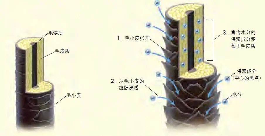 洗发后,由于毛小皮张开导致头发内部的保湿成分流失.