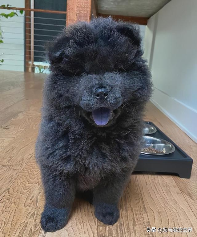每次出门都被举报私养黑熊主人崩溃它真的是狗