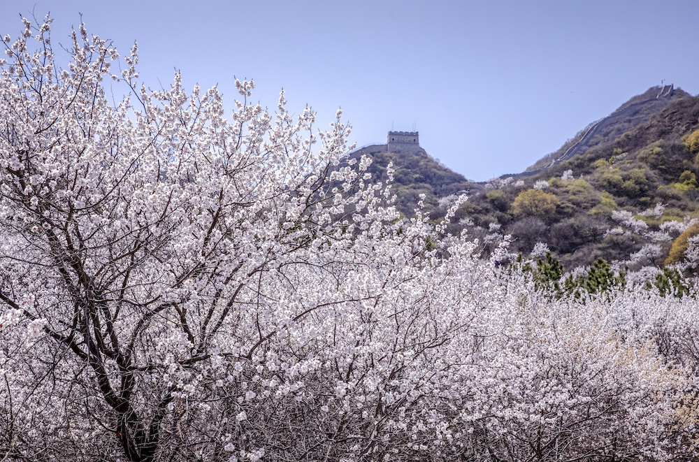 雪戴青山艳四野长城野杏花迎来最佳观赏季