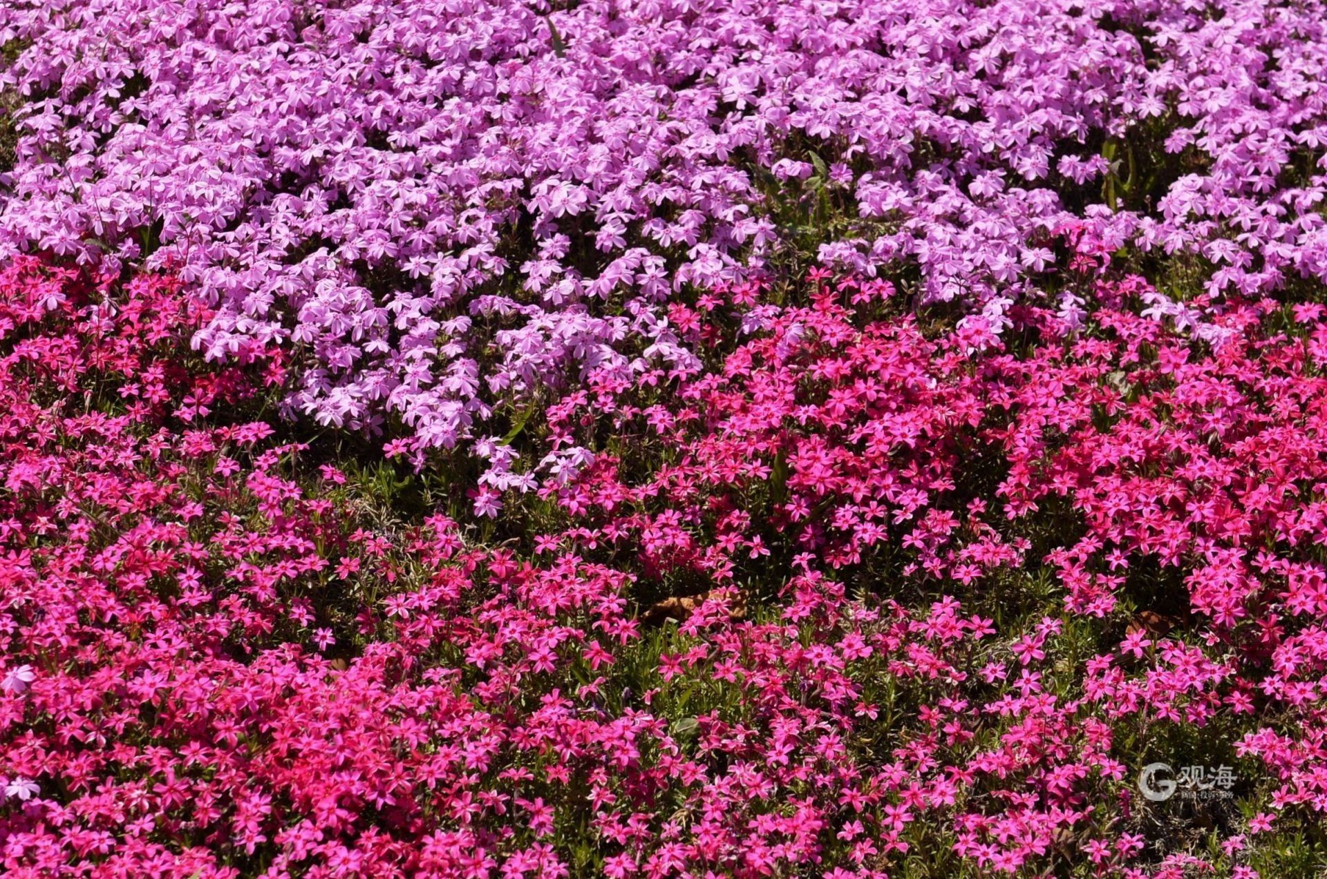 来白沙河公园徜徉粉红色芝樱花海
