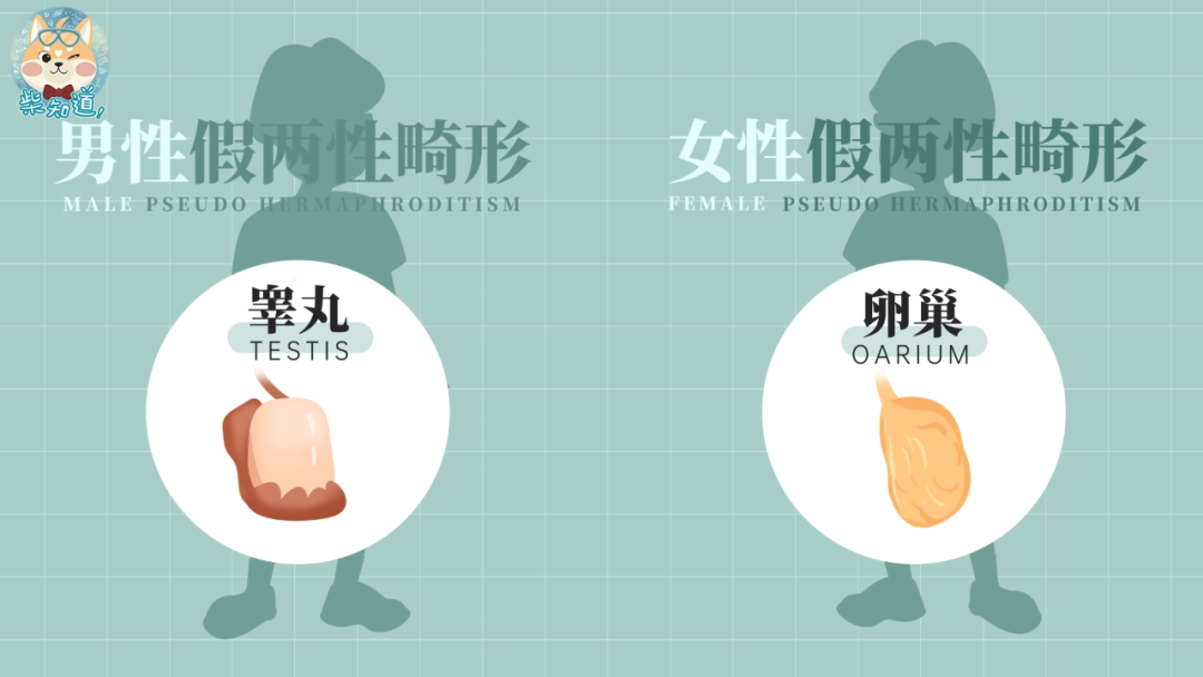 而在此之外,还有一种更加特殊的"真两性畸形",ta 们同时具有卵巢和