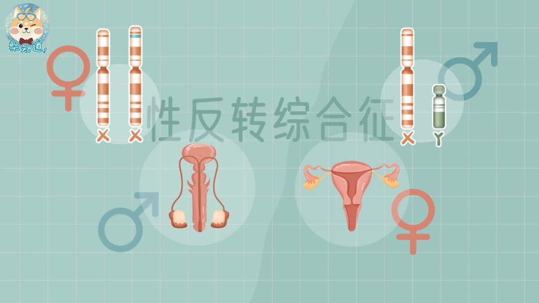 这些情况,被称为"性反转综合征",因为患者的染色体性别和性腺性别刚好