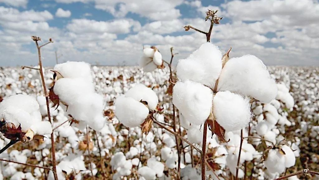 港媒这事促使中国加快筹建国内版良好棉花发展协会