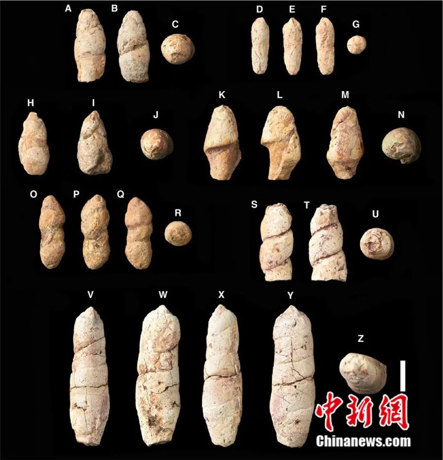 7件粪便化石标本多角度图片。科研团队 供图