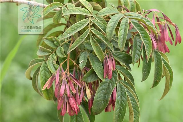 白枪杆见过吗清热利尿用于膀胱炎膀胱结石小便不利