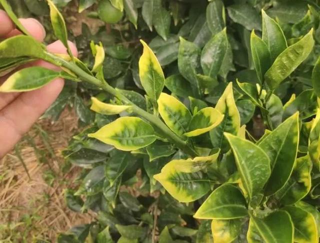 柑橘缺钙,不仅仅只是会裂果随着人们对柑橘品质要求的提高,生长季钙肥