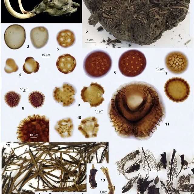 作为一个月大的猛犸象幼崽,她刚刚长出乳齿,无法咀嚼植物,营养来源