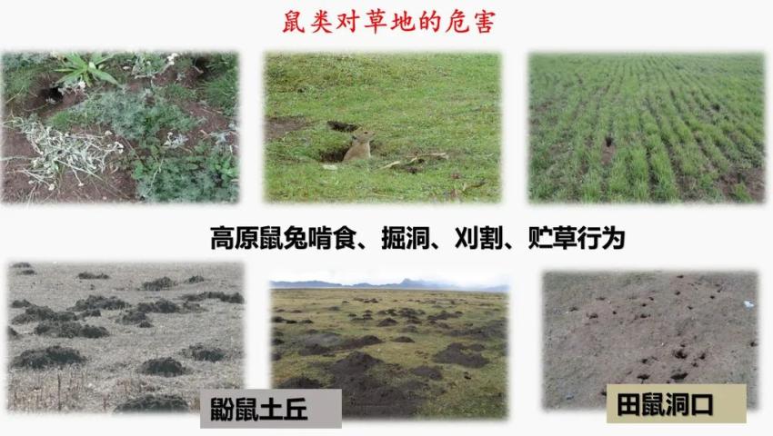 鼠类对草原的危害（四川省草原科学研究院供图）