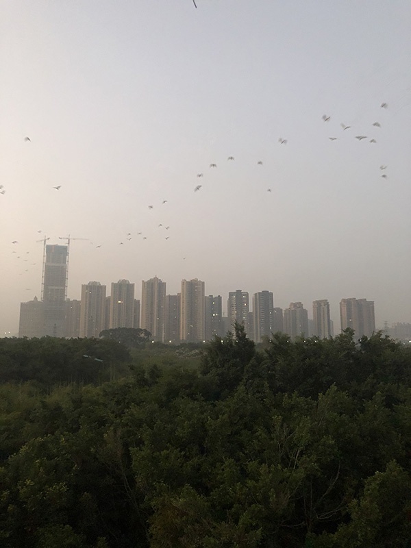 黎明时分，成群的白鹭分批次外出觅食。澎湃新闻记者陈绪厚图