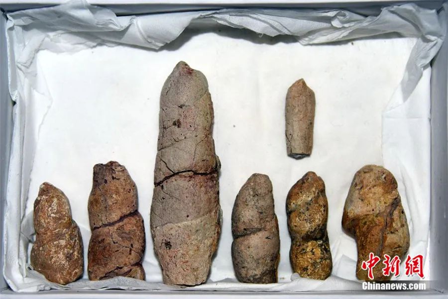 7件粪便化石标本。孙自法 摄