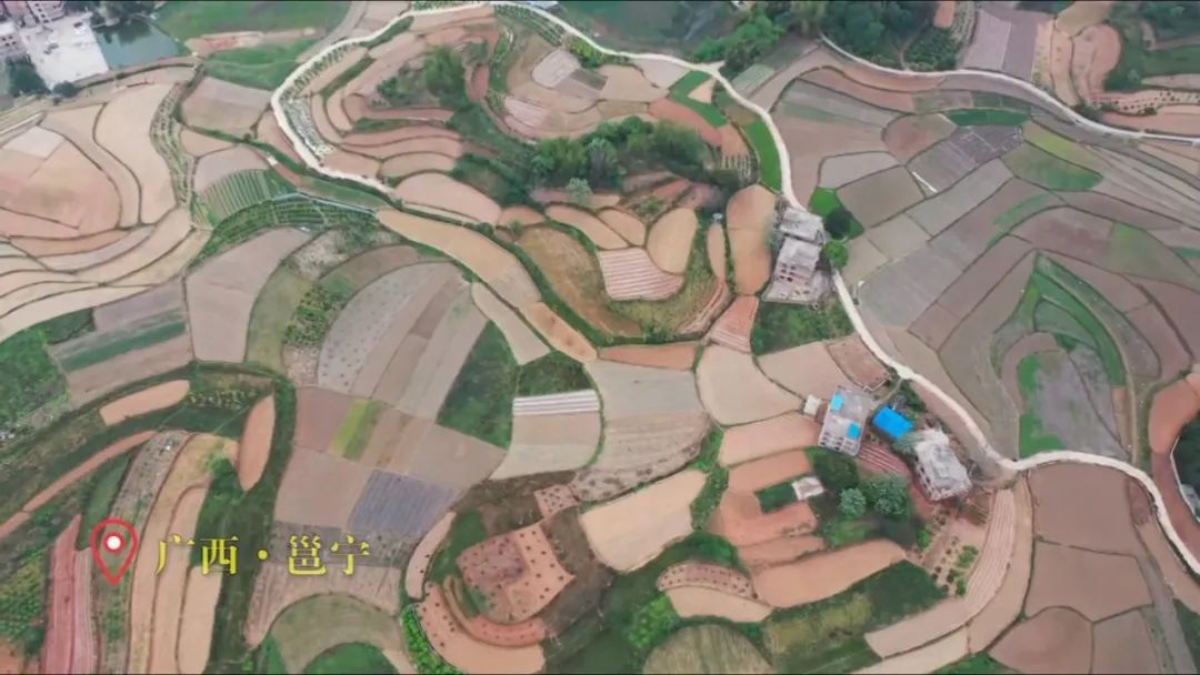 时下正是广西各地春耕春种春管时节,位于南宁市邕宁区新江镇的种植