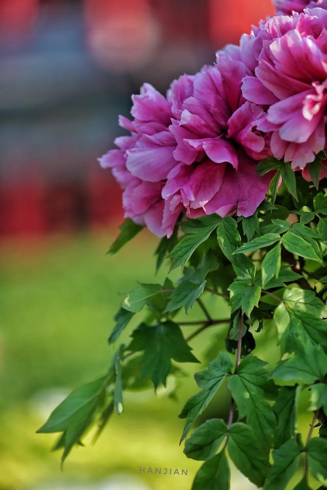 牡丹花开美到倾城中国牡丹之都菏泽静候君来