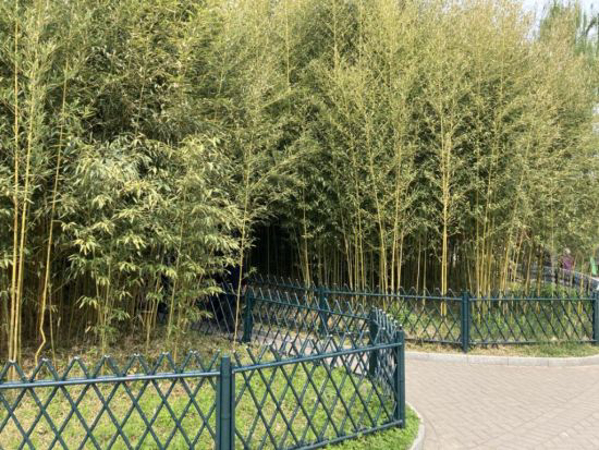 寒潮过后,北京的竹子还好吗?